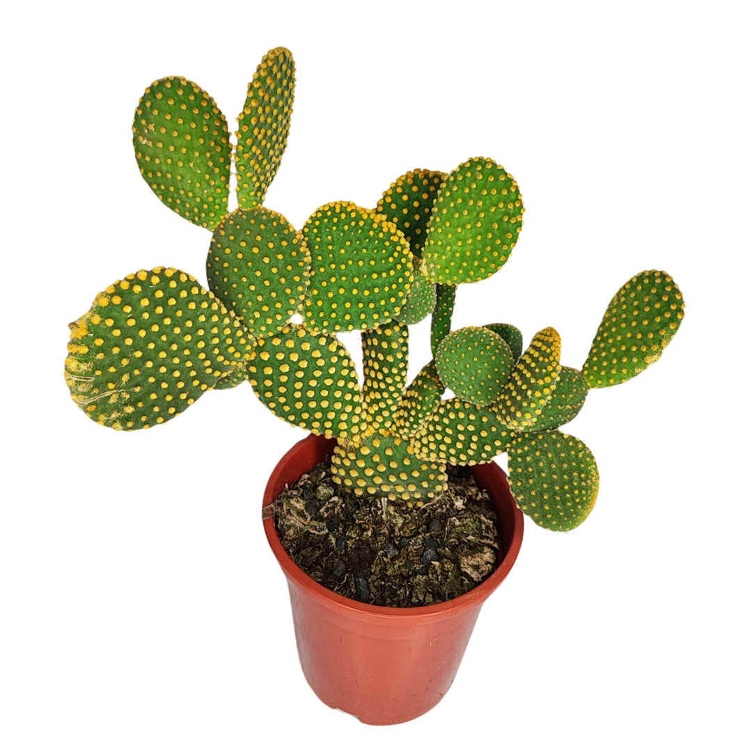 Opuntia micr. var. pallida altezza pianta 40 cm diametro vaso 17 cm