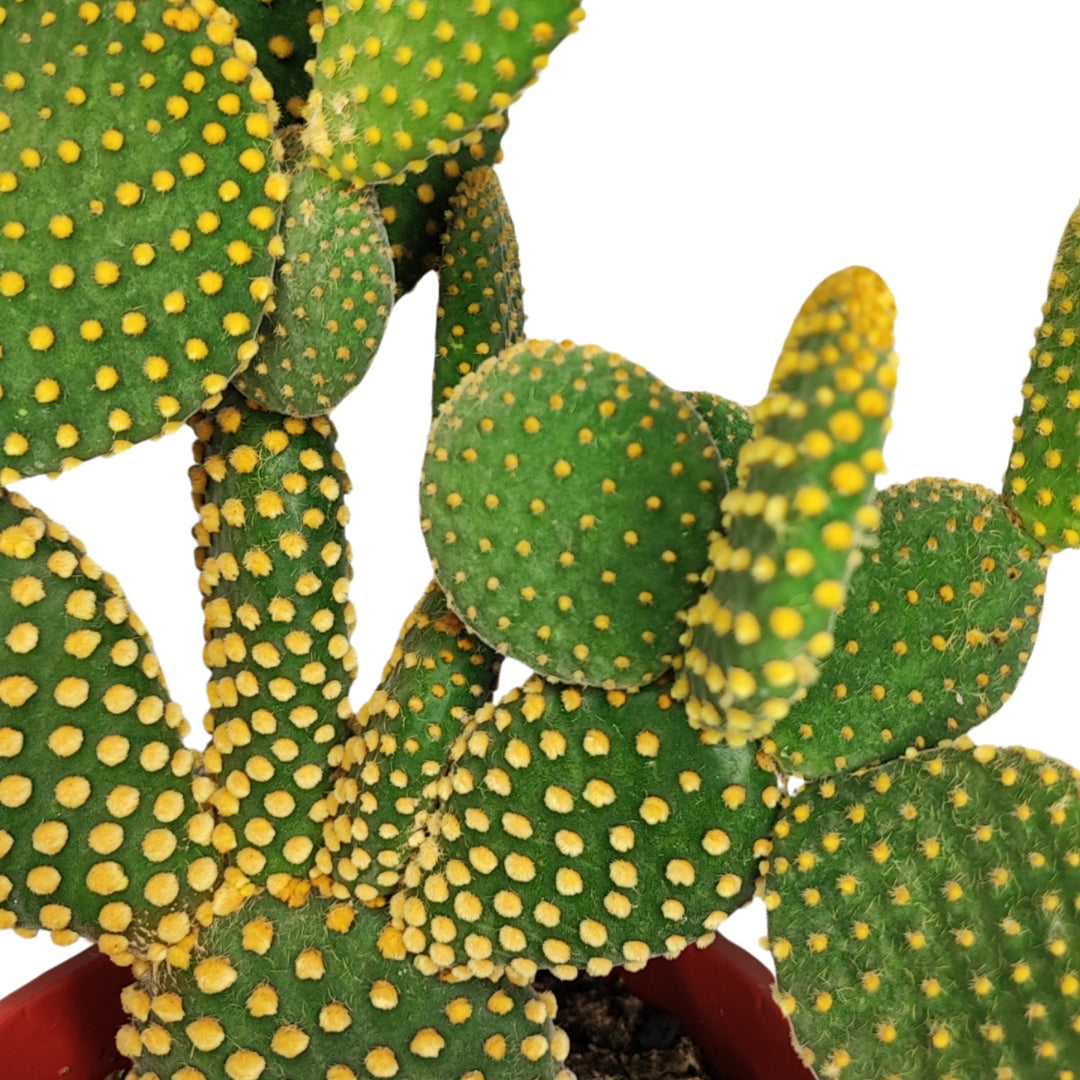 Opuntia micr. var. pallida altezza pianta 40 cm diametro vaso 17 cm