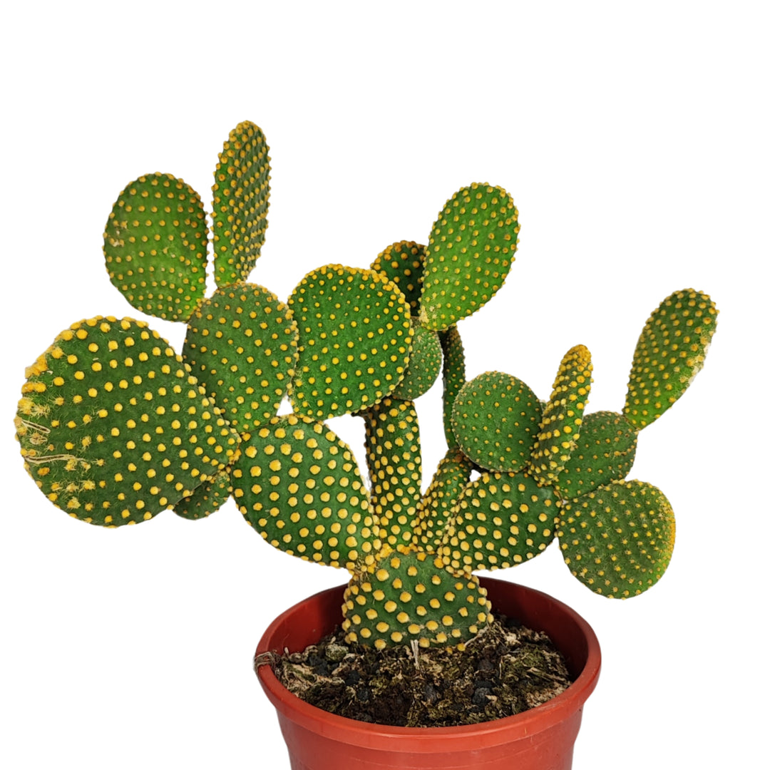 Opuntia micr. var. pallida altezza pianta 40 cm diametro vaso 17 cm