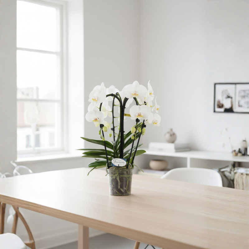 Orchidea Phalaenopsis bianca Fontano su tavolo in ambiente luminoso, pianta da interno elegante con fiori bianchi e foglie verdi
