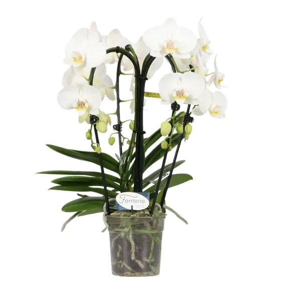 Orchidea Phalaenopsis bianca in vaso trasparente con radici visibili, pianta fiorita decorativa da interno