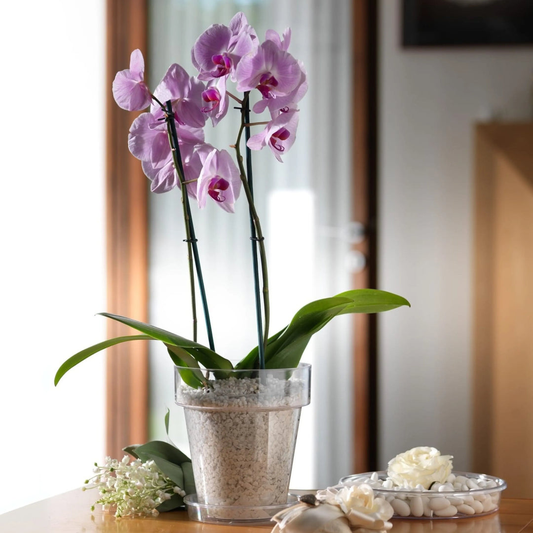 Orchidea Phalaenopsis con fiori rosa e labello fucsia coltivata in un vaso trasparente riempito con argilla espansa chiara, posizionata su un tavolo in un ambiente luminoso e arredato con elementi decorativi floreali.