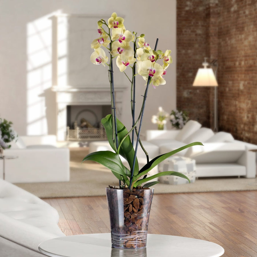Orchidea Phalaenopsis dai fiori giallo chiaro con labello fucsia, coltivata in un vaso trasparente riempito con corteccia, posizionata su un tavolino in un salotto moderno con arredi bianchi e parete in mattoni a vista.