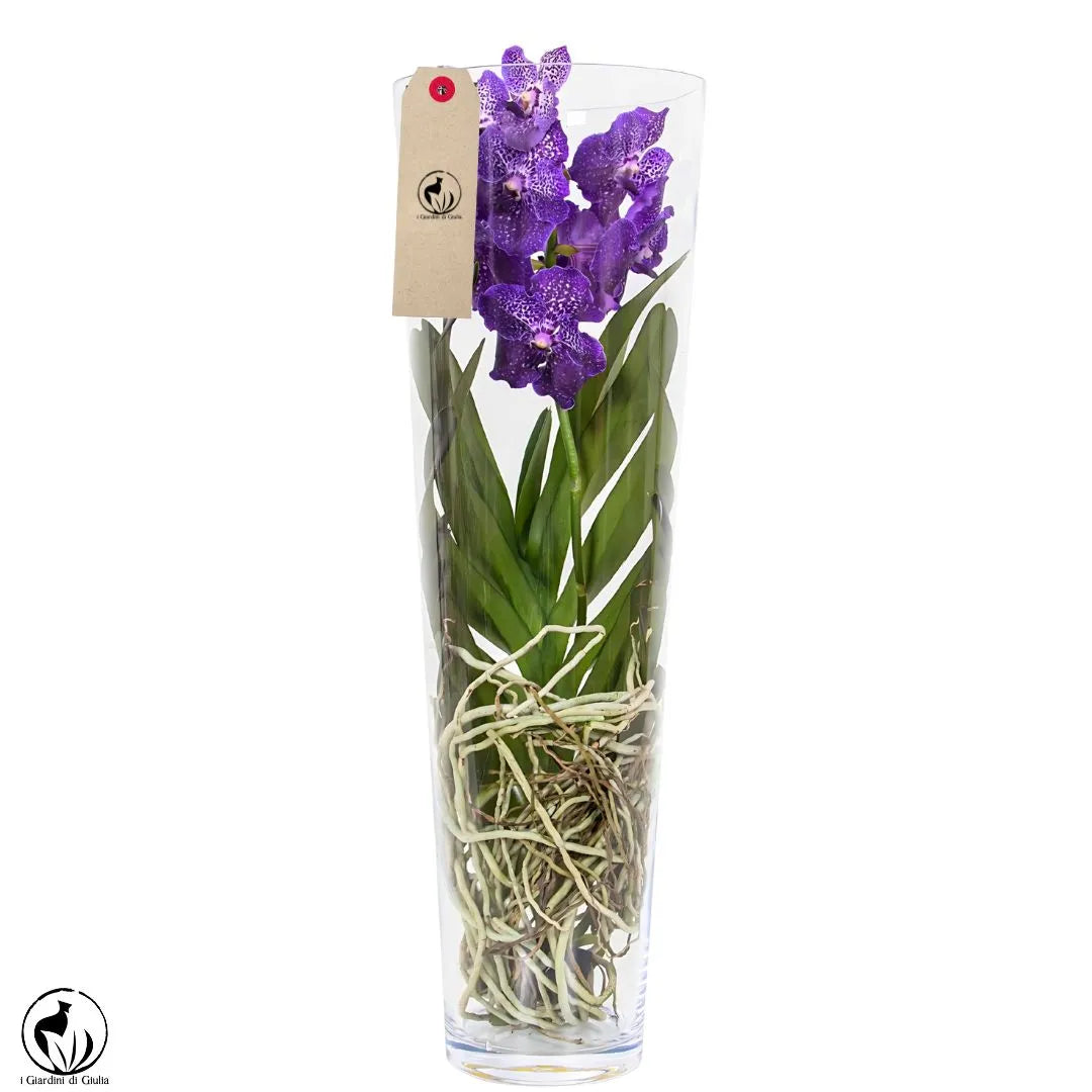 Orchidea Vanda Aerea 80 cm. - i Giardini di Giulia  