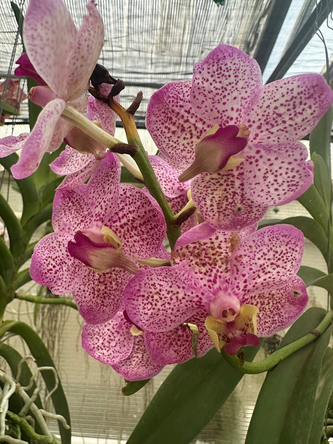 Fiore di orchidea Vanda rosa variegato