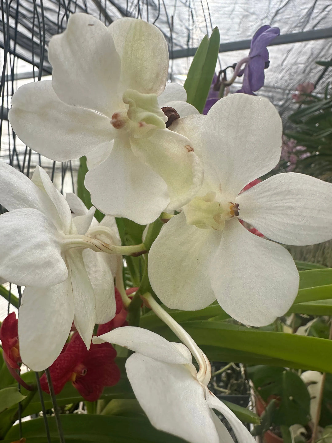 fiore di orchidea vanda bianca 