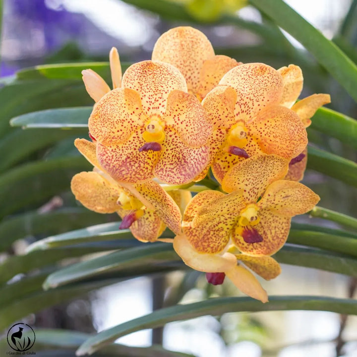 Fiore di Orchidea vanda giallo variegato