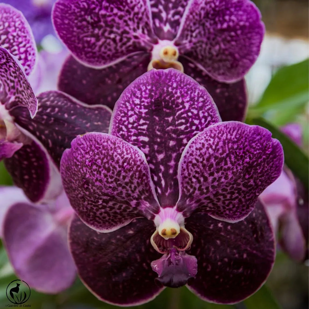 Orchidea Vanda Aerea 80 cm. - i Giardini di Giulia  
