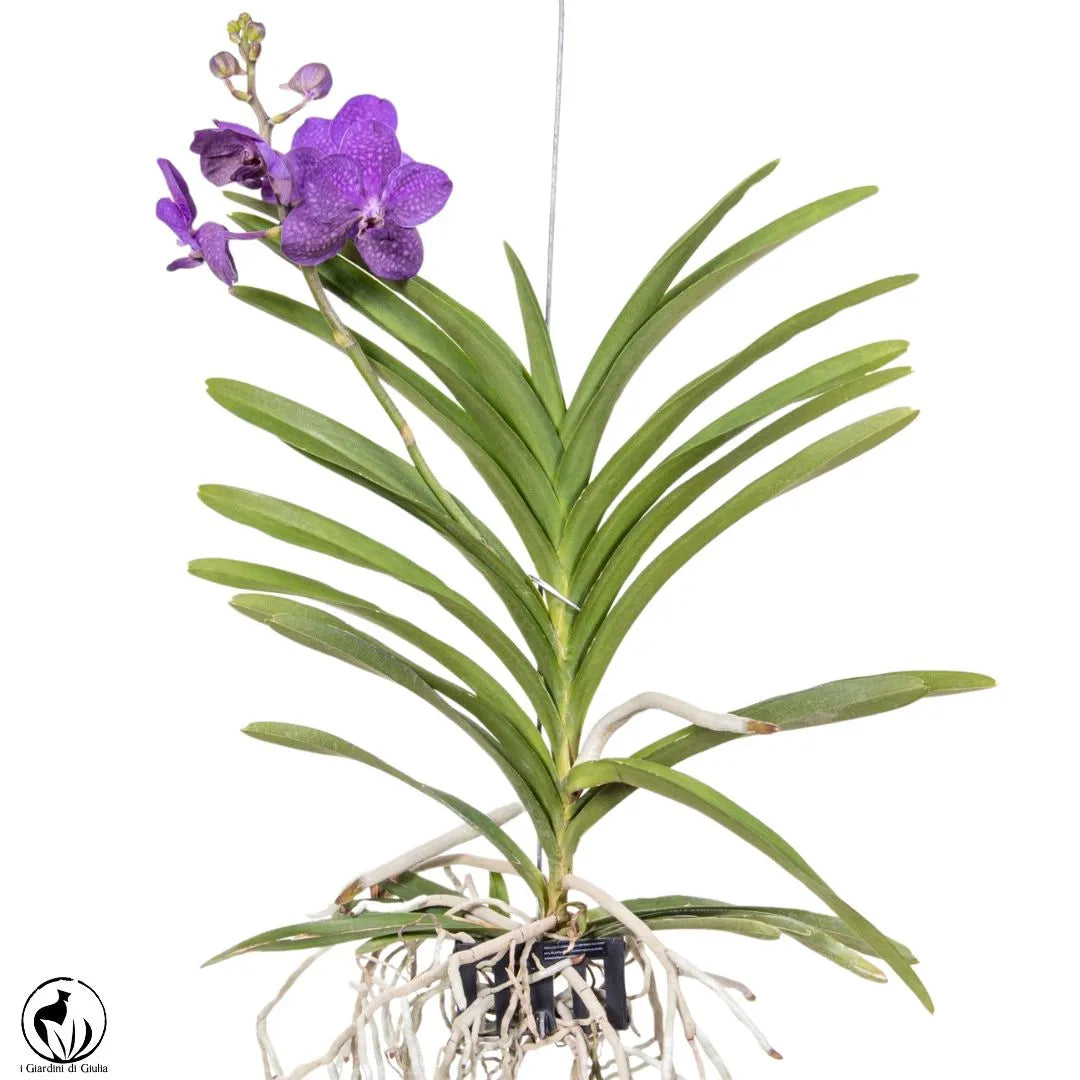 Orchidea Vanda Aerea 80 cm. - i Giardini di Giulia  