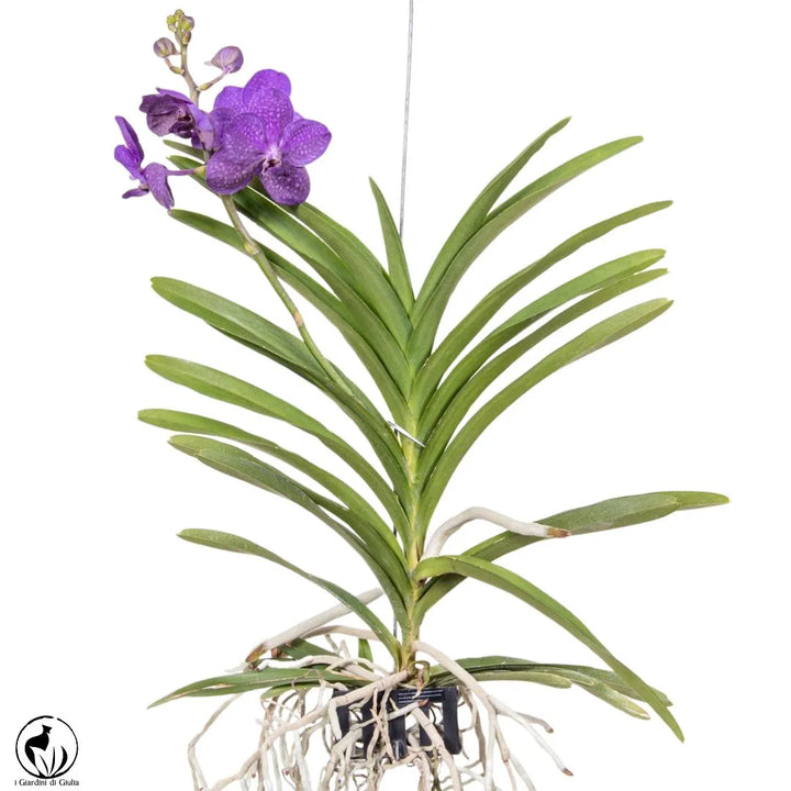 Orchidea Vanda Aerea 80 cm. - i Giardini di Giulia  