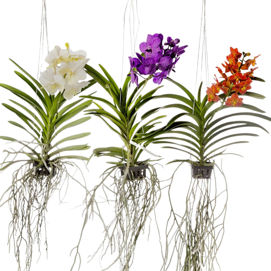 Tre piante di orchidea Vanda sospese, con radici aeree visibili e fiori di colore bianco, viola e arancione. Le piante sono coltivate in piccoli vasi sospesi tramite fili trasparenti.