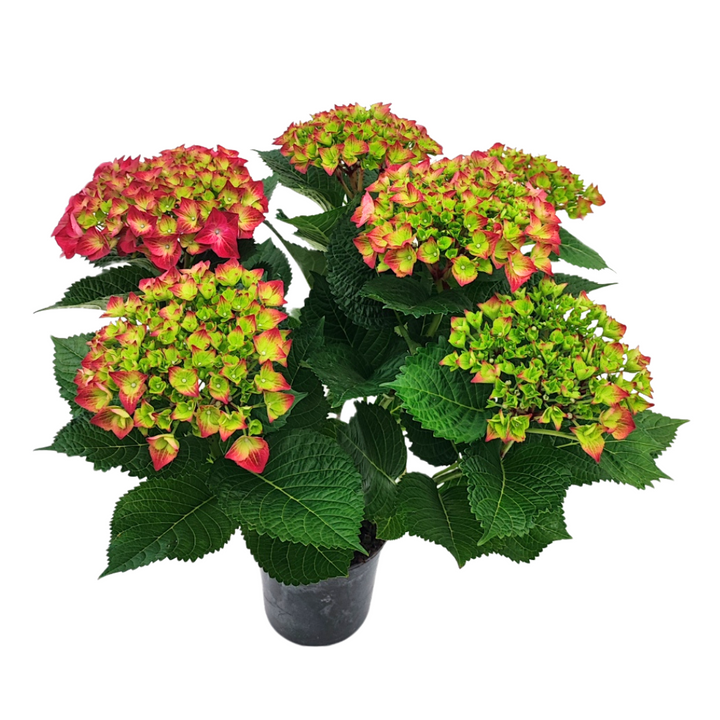 Ortensia fiorita in vaso da 15 cm con infiorescenze compatte rosa-verdi, pianta ornamentale ideale per balconi, terrazzi e decorazioni da esterno.