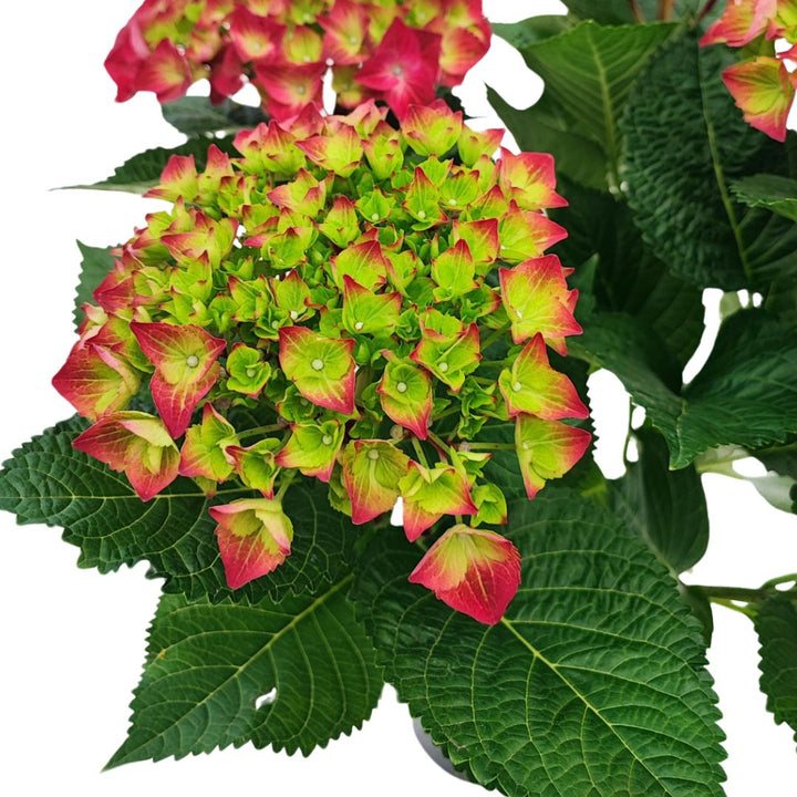 Dettaglio ravvicinato di infiorescenza di ortensia rosa-verde con foglie larghe e venature marcate, pianta decorativa da esterno in vaso da 15 cm.