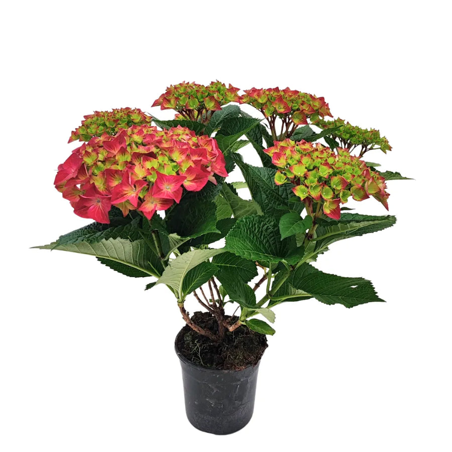 Ortensia in vaso da 15 cm con fiori rosa e verdi, pianta fiorita decorativa per interni ed esterni, perfetta per balconi, giardini o angoli luminosi.