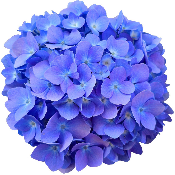 Hydrangea macrophylla – Ortensia da Interno in Vaso