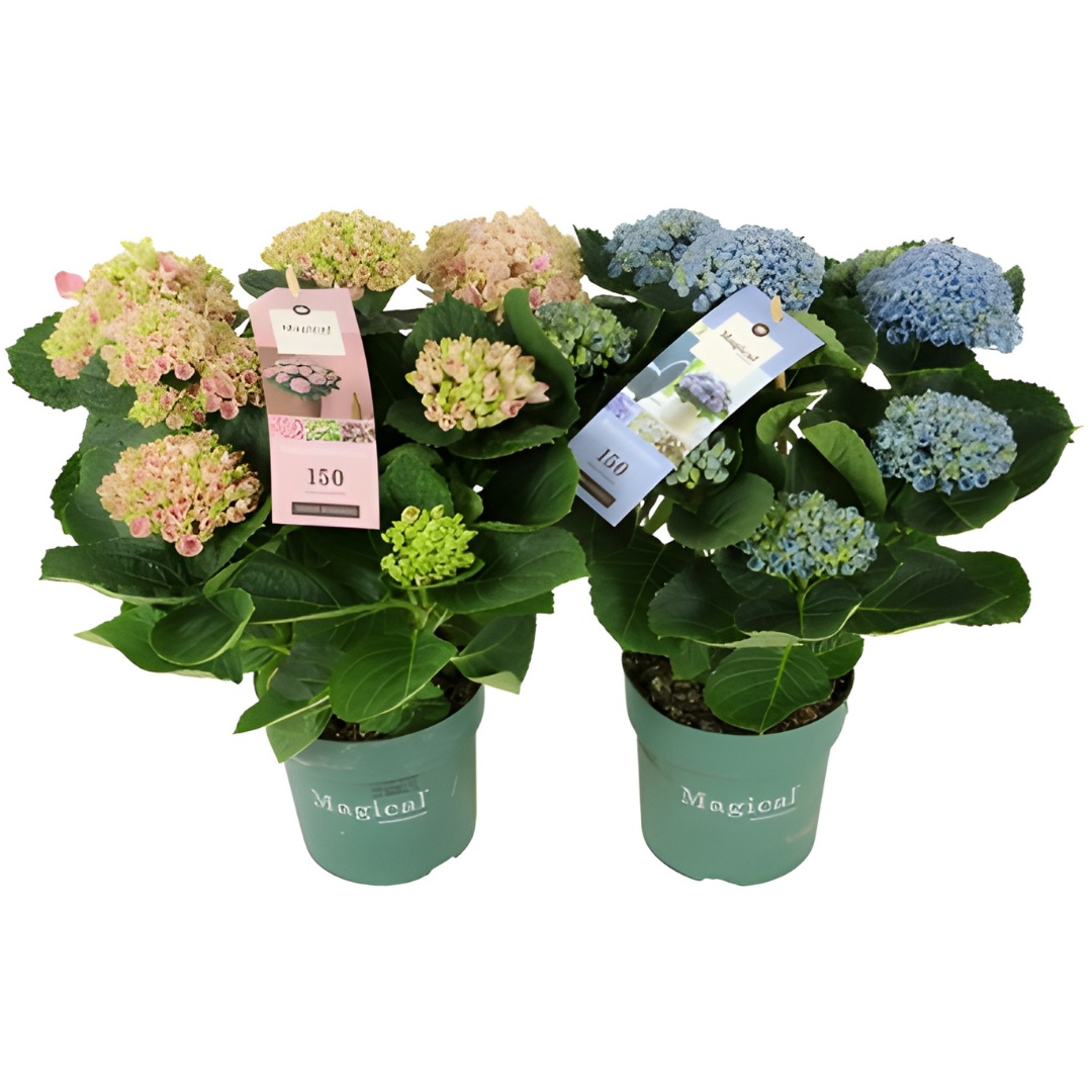 Hydrangea macrophylla – Ortensia da Interno in Vaso