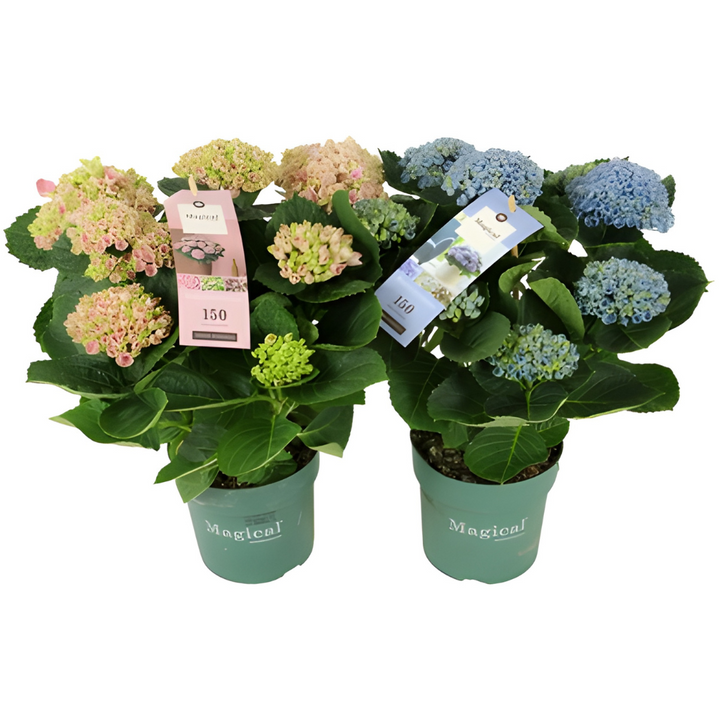 Hydrangea macrophylla – Ortensia da Interno in Vaso