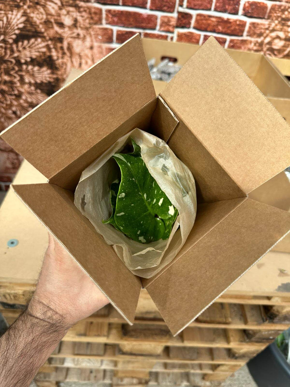 Foto di packaging  Monstera thai constellation variegata 