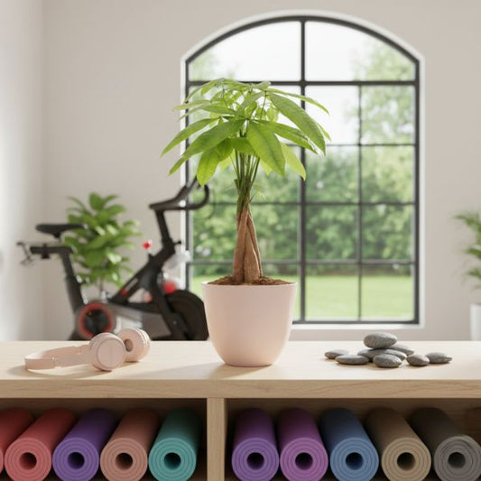 Pachira Aquatica con tronco intrecciato in vaso chiaro, pianta da interno portafortuna ideale per studio, palestra o ambiente luminoso.