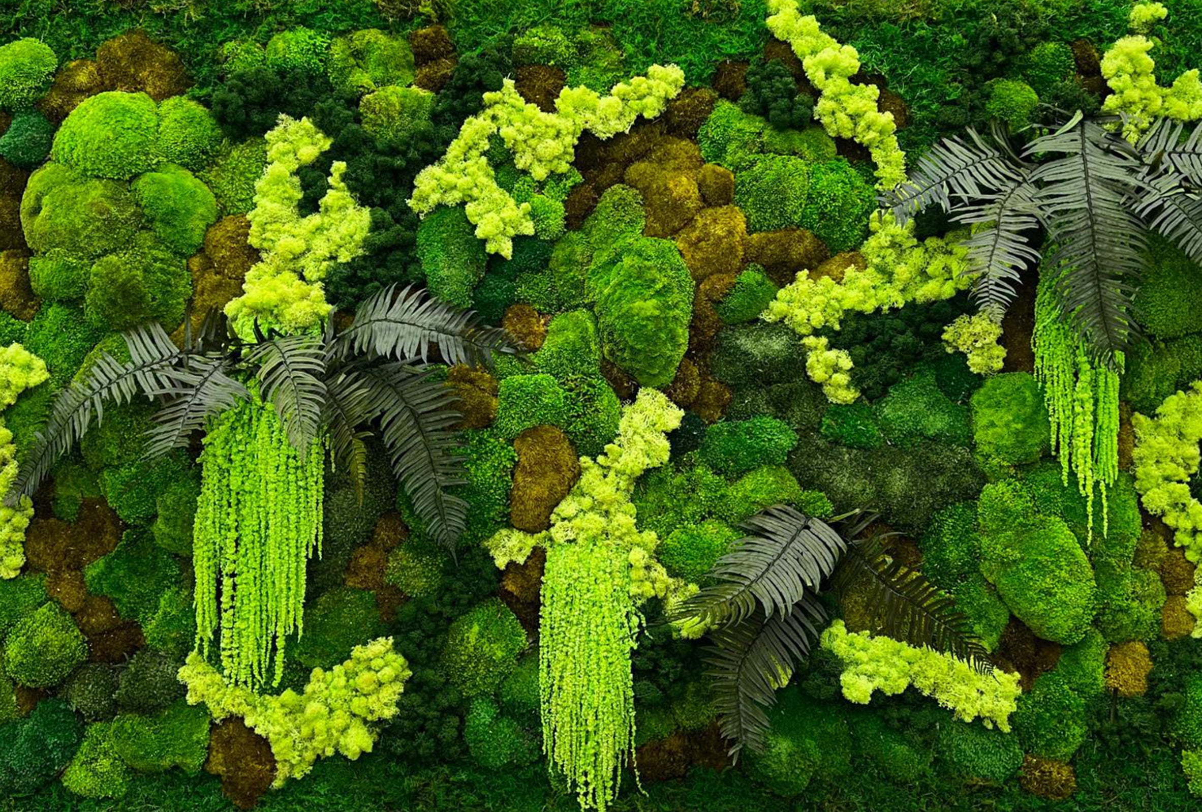 Parte di verde stabilizzato creata con muschi e licheni preservati naturalmente 