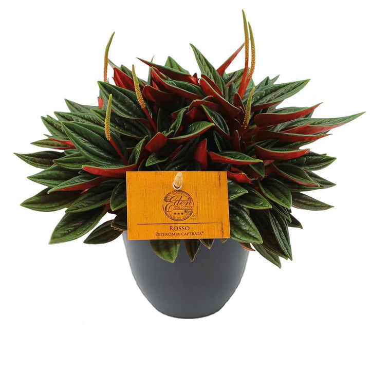 Peperomia Caperata Rossa in vaso antracite, foglie rosse e verdi ornamentali