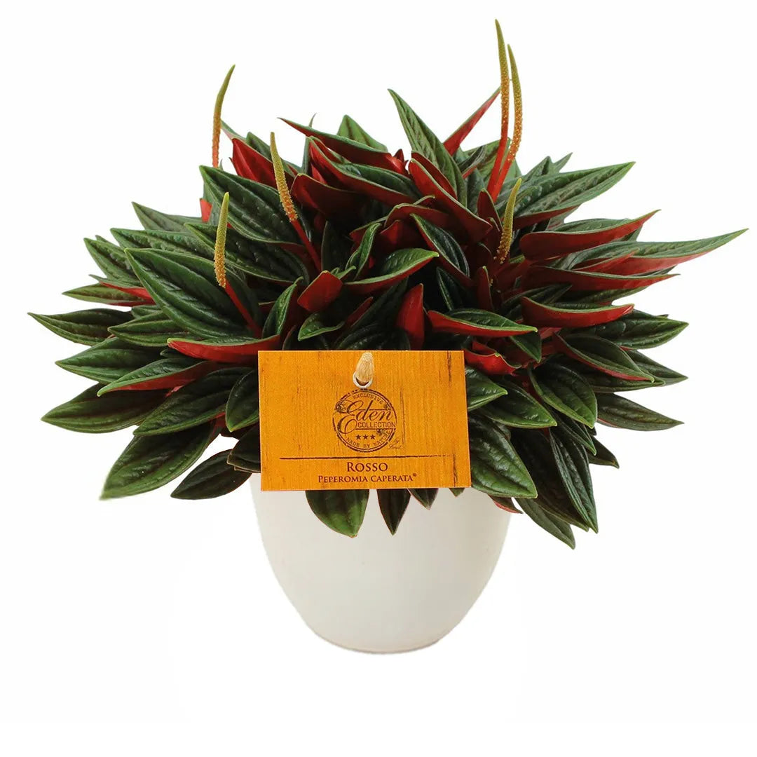 Pianta Peperomia Caperata Rossa con vaso avorio in plastica riciclata da 13 cm