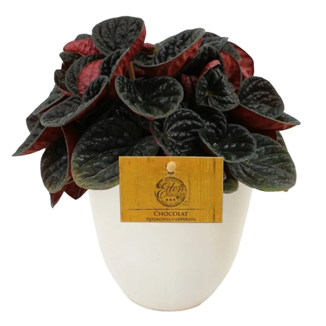 Pianta Peperomia Chocolat in vaso nero da 13 cm, foglie ondulate cioccolato con riflessi rossi, ideale per interni moderni