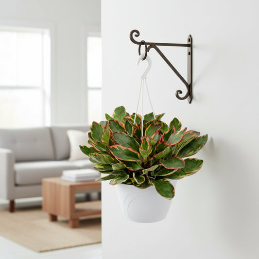 Peperomia Ginny in vaso sospeso con gancio a muro, pianta da interno ornamentale con foglie variegate verde e rosa perfetta per soggiorno moderno.