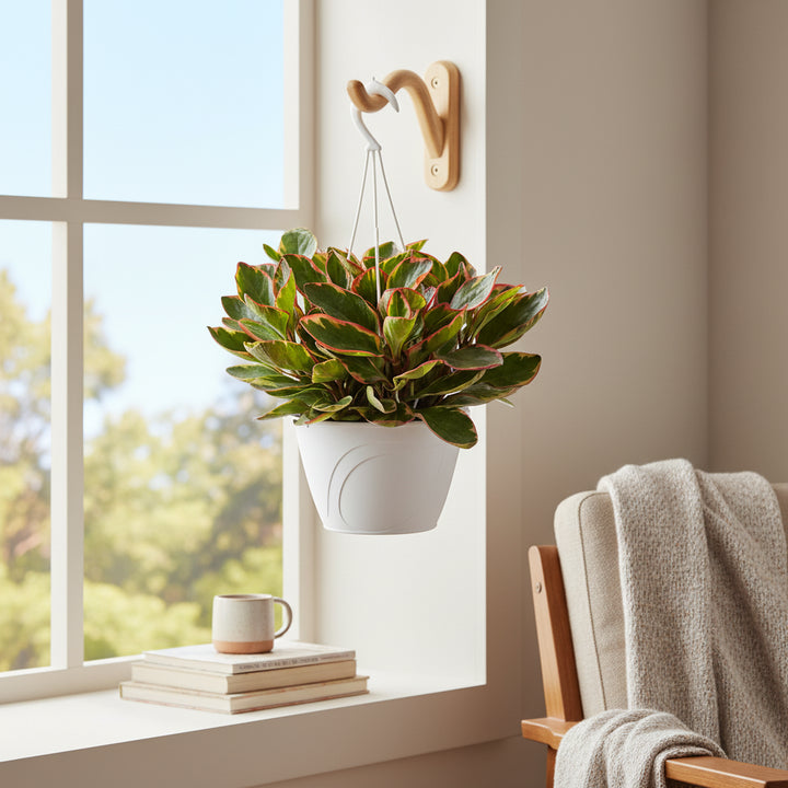 Peperomia hanging basket 18cm - Vista ravvicinata della pianta pendente vicino a finestra luminosa