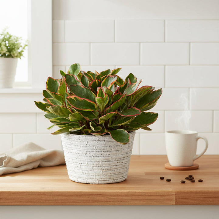 Peperomia Ginny plant - Pianta compatta in vaso bianco su piano cucina, foglie verdi bordate di rosa