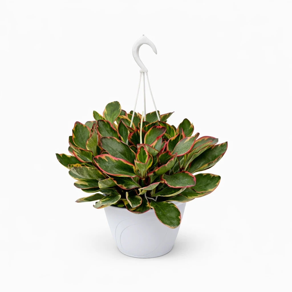 Peperomia Ginny basket 18cm - Pianta da interno con foglie variegate verde, crema e rosa in basket bianco con gancio