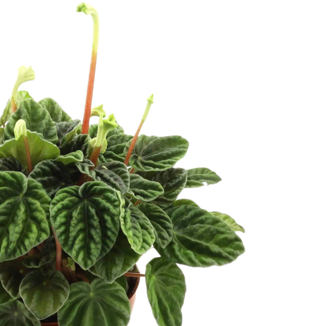 Dettaglio del fogliame carnoso della Peperomia 'Lilian', pianta da interno compatta

