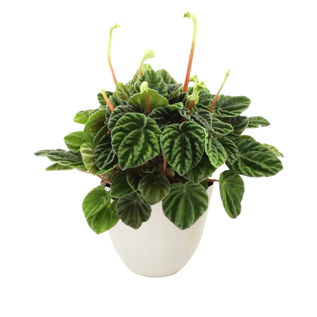 Peperomia Lilian in vaso bianco da 13 cm, pianta da interno compatta con foglie verdi lucide