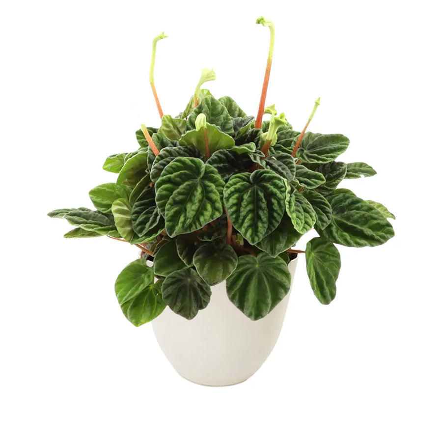 Peperomia Lilian in vaso bianco da 13 cm, pianta da interno compatta con foglie verdi lucide