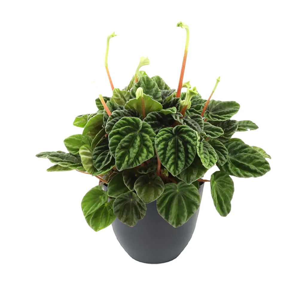 Peperomia Lilian con vaso in plastica riciclata antracite, fogliame decorativo e portamento ordinato