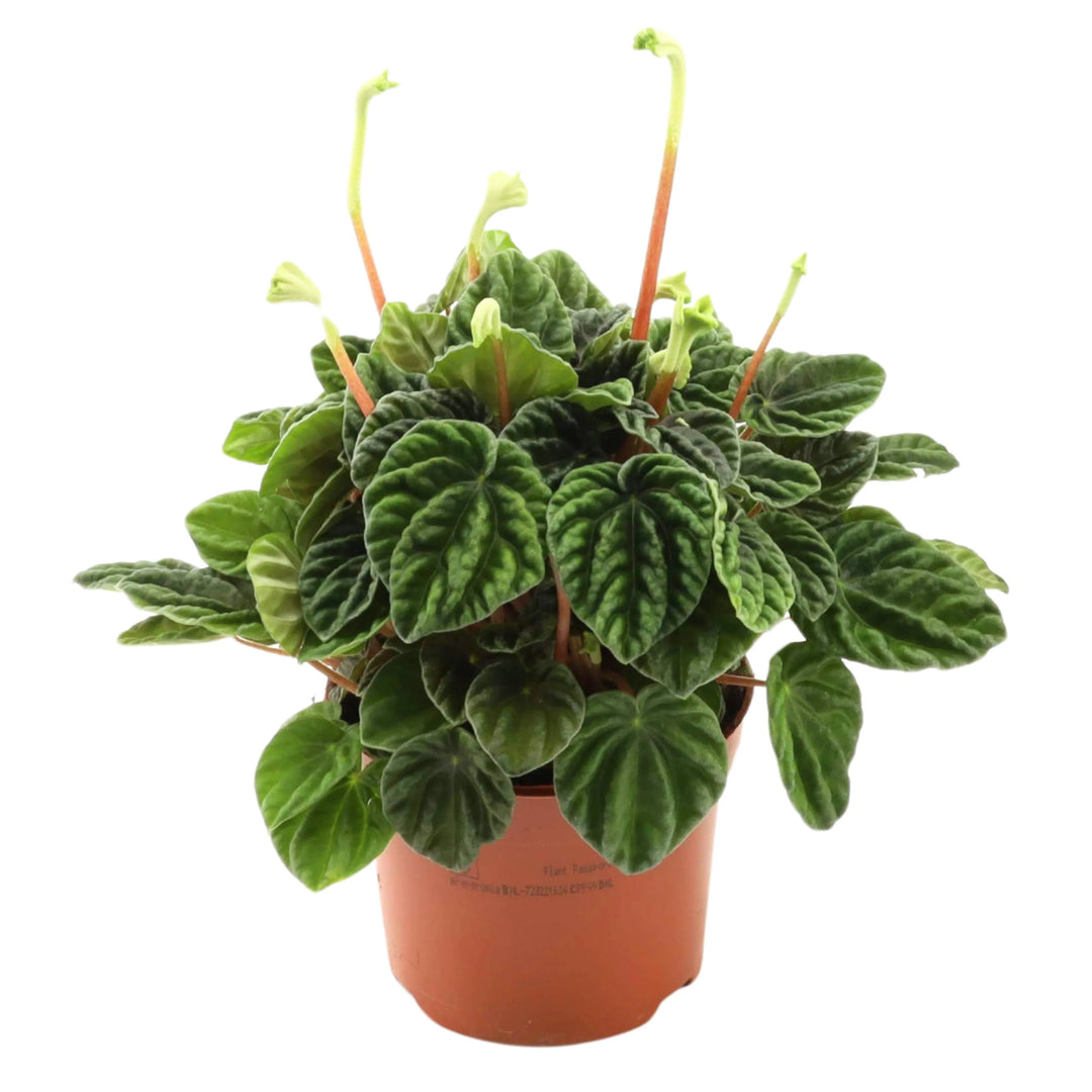 Peperomia Lilian in vaso da coltivazione marrone, pianta d’appartamento facile da curare