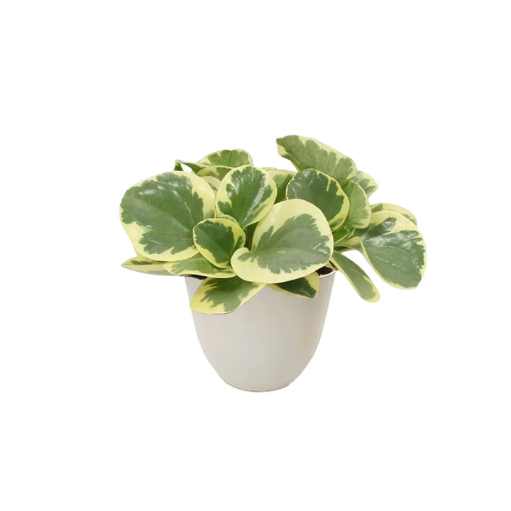 Pianta con foglie verde chiaro con bordi variegati colore crema messo in un vaso colore avorio 