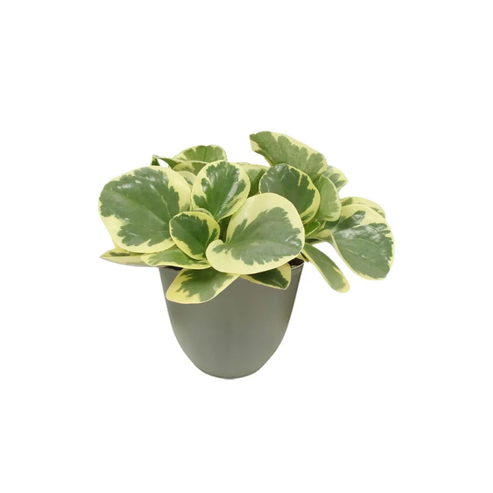 Pianta con foglie verde chiaro con bordi variegati colore crema messo in un vaso colore verde rosmarino 