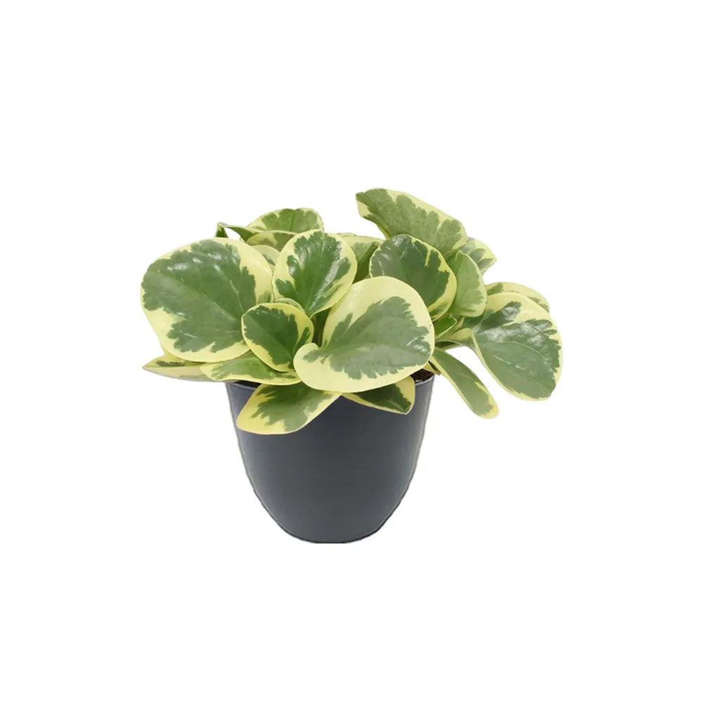 Pianta con foglie verde chiaro con bordi variegati colore crema messo in un vaso colore antracite 