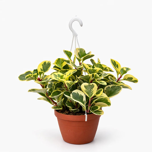 Peperomia obtusifolia variegata in vaso sospeso con gancio, foglie verde scuro e giallo crema, pianta da interno compatta e resistente.
