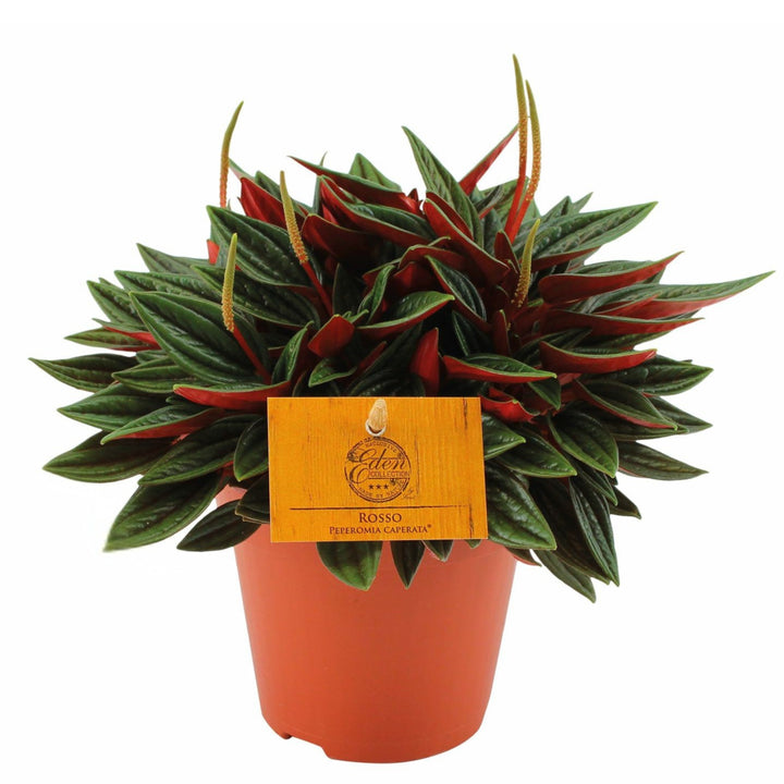 Peperomia Caperata Rossa in vaso Ø12 cm, pianta compatta da interno

