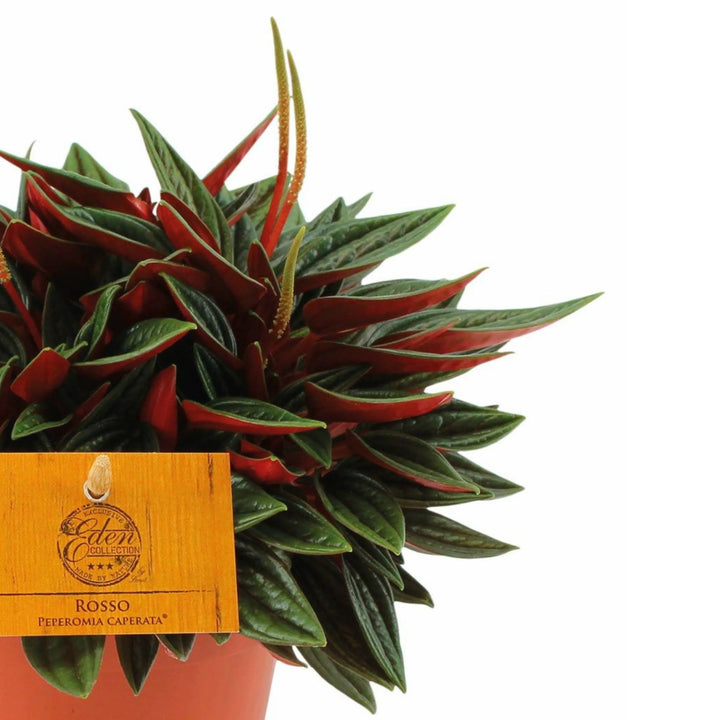 Dettaglio foglie rosse e infiorescenze verticali di Peperomia Caperata Rossa

