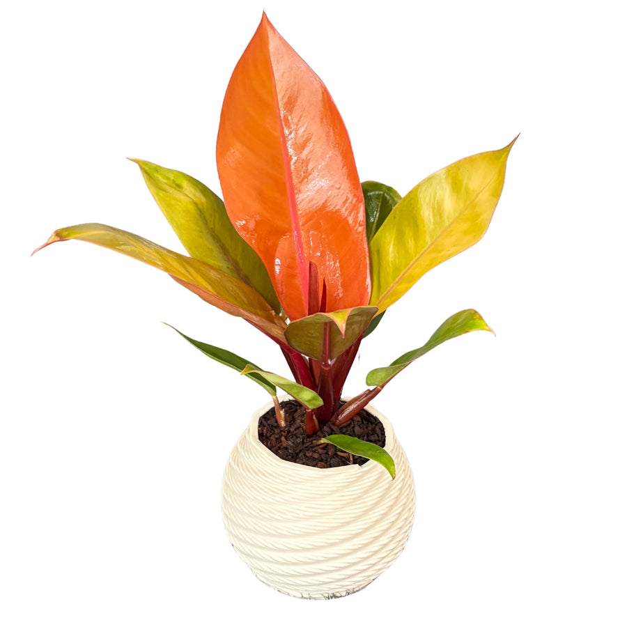 Philodendro prince orange in vaso di ceramica "Carina" D. 12 cm H. 40 cm - i Giardini di Giulia  