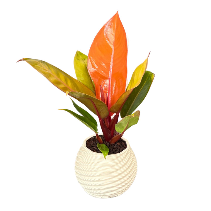 Philodendro prince orange in vaso di ceramica "Carina" D. 12 cm H. 40 cm - i Giardini di Giulia  