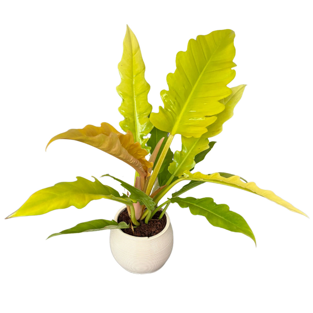 Philodendro Ring of Fire da interno, ripresa dall’alto

