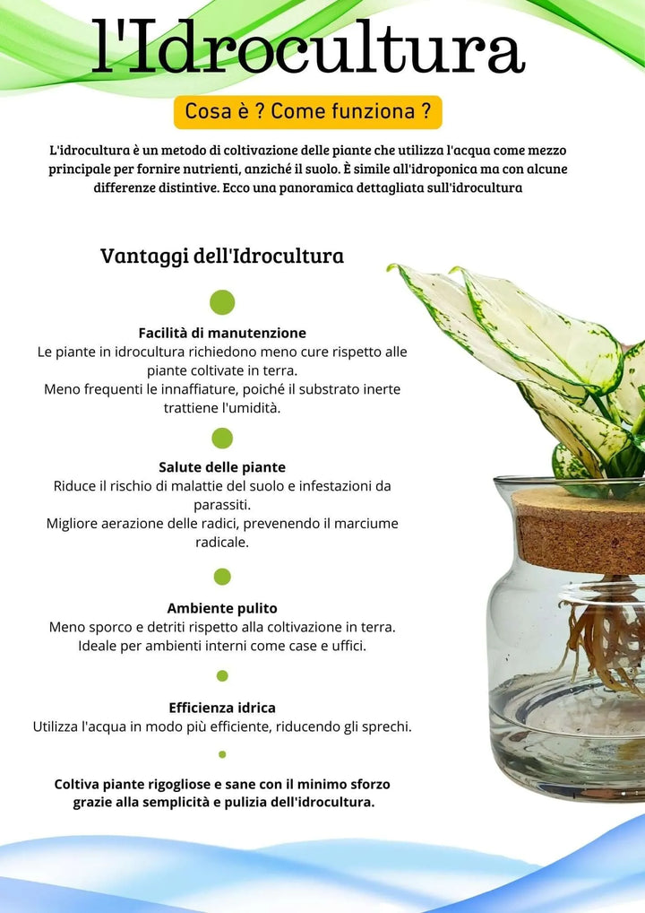Infografica sui vantaggi dell’idrocultura con pianta Aglonema 'White Kiwi' in vaso di vetro trasparente, tappo in sughero e radici visibili – guida ai benefici di coltivazione senza terra.

