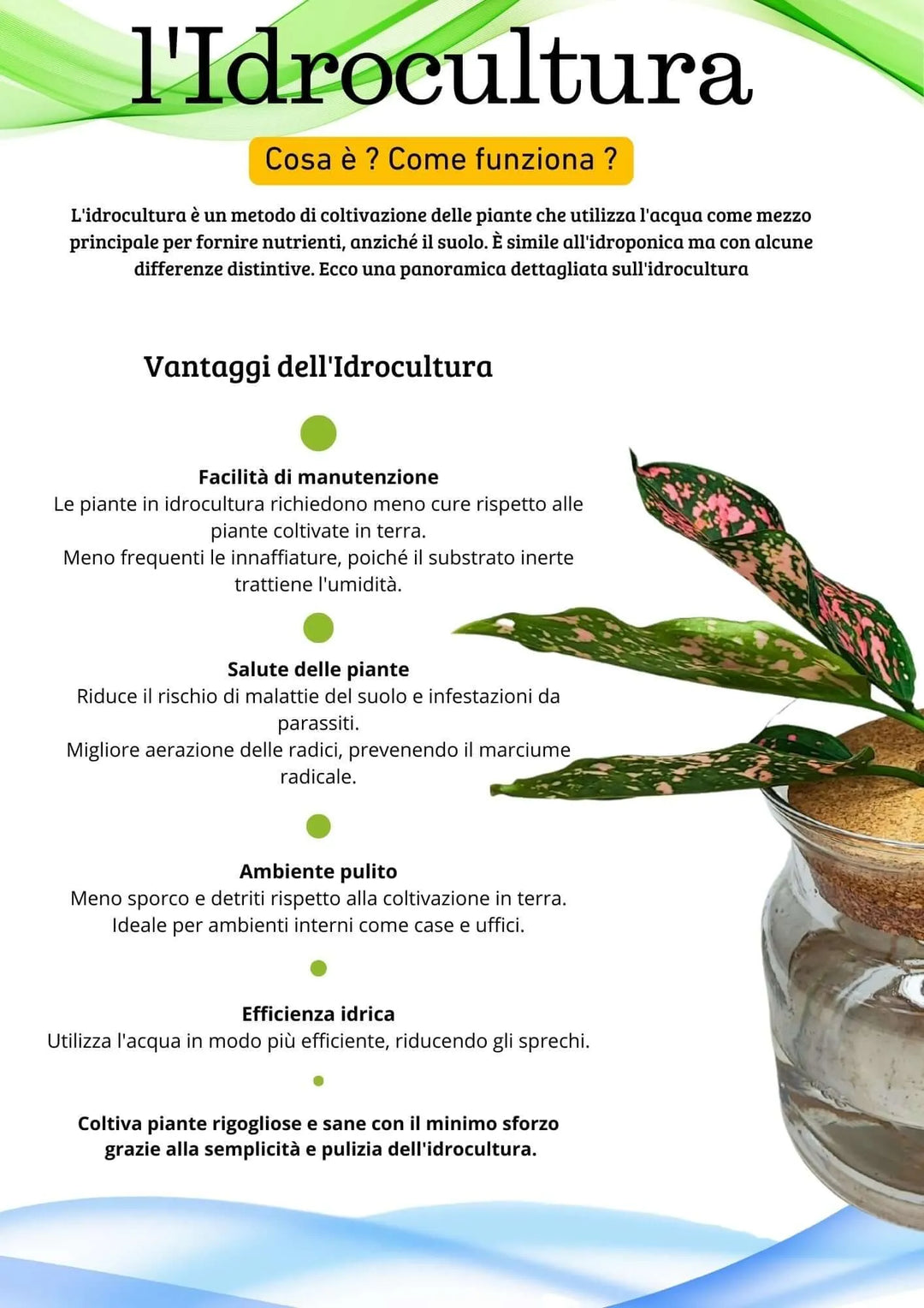 Infografica sull'idrocultura con vantaggi elencati: facilità di manutenzione, salute delle piante, ambiente pulito ed efficienza idrica. A destra, vaso in vetro con Aglaonema 'Pink Beauty' in idrocoltura, foglie verde scuro screziate di rosa