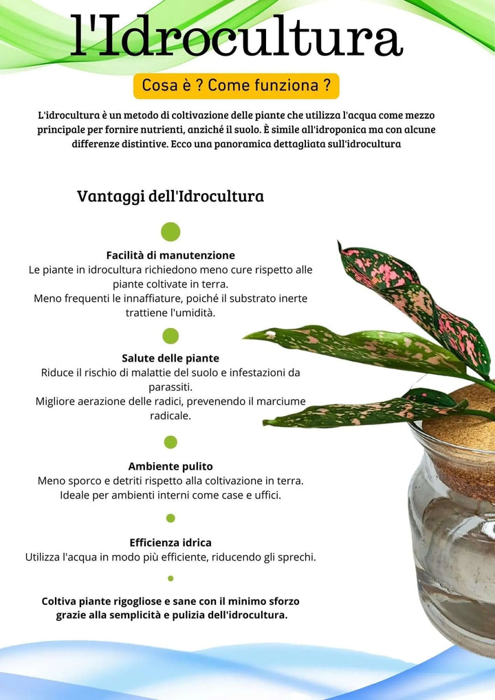 Infografica sull'idrocultura con vantaggi elencati: facilità di manutenzione, salute delle piante, ambiente pulito ed efficienza idrica. A destra, vaso in vetro con Aglaonema 'Pink Beauty' in idrocoltura, foglie verde scuro screziate di rosa