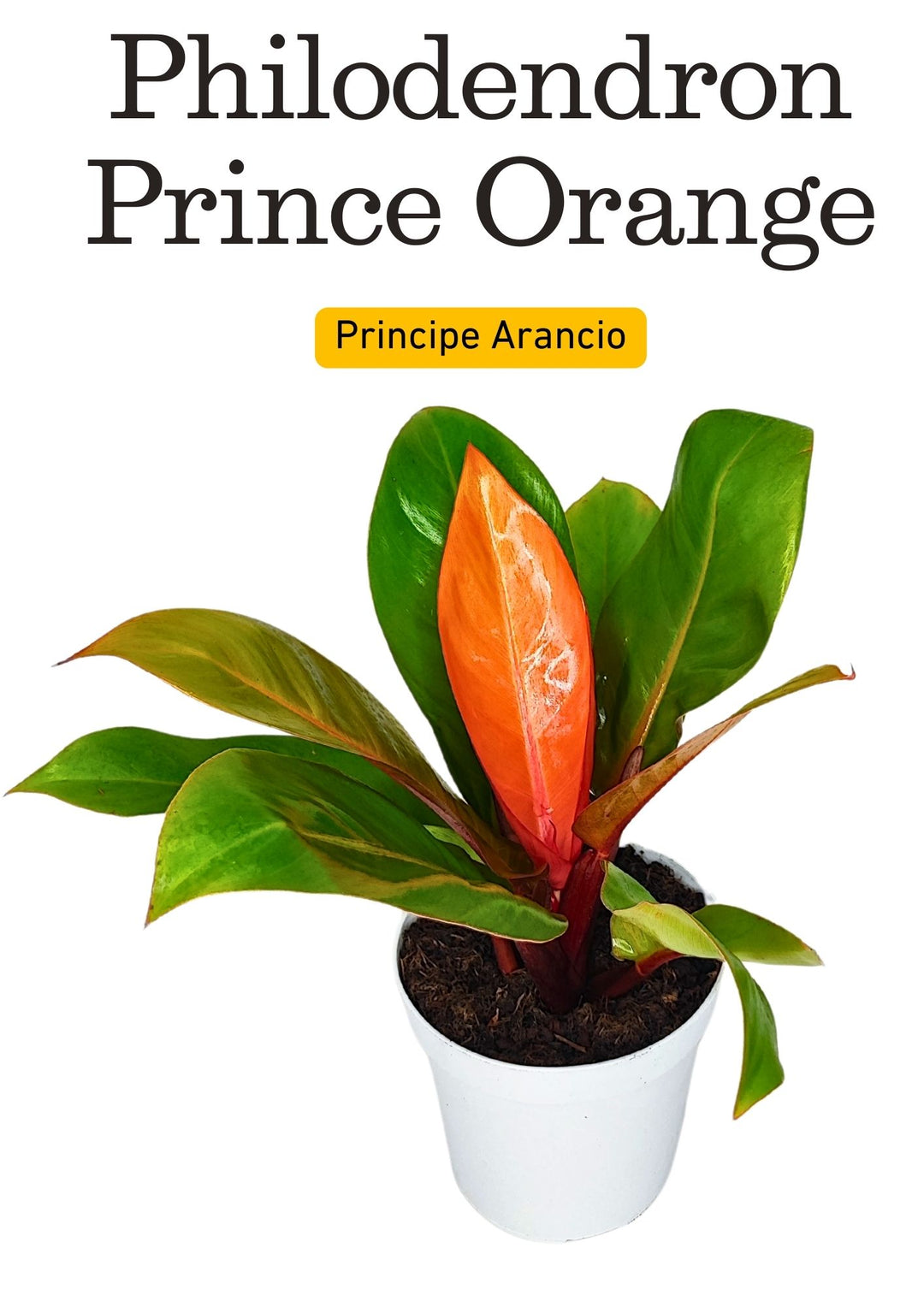 Philodendron 'Prince Orange' - Altezza Pianta 25 cm, Vaso Diametro 14 cm