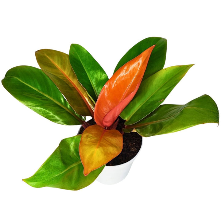 Philodendron 'Prince Orange' - Altezza Pianta 25 cm, Vaso Diametro 14 cm